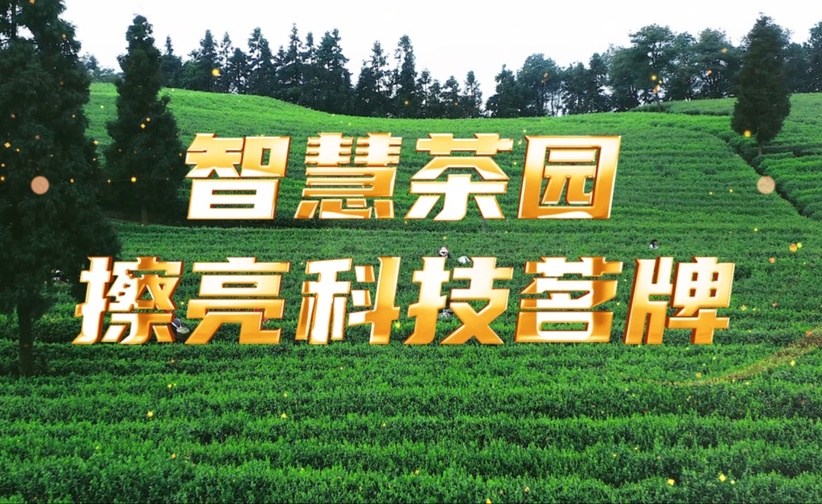 智慧茶园，擦亮科技茗牌